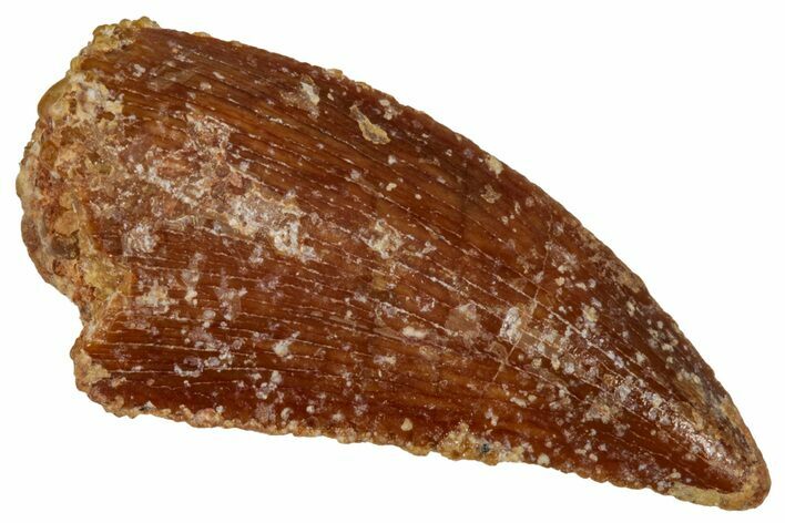 Serrated Raptor Tooth - Real Dinosaur Tooth #333388